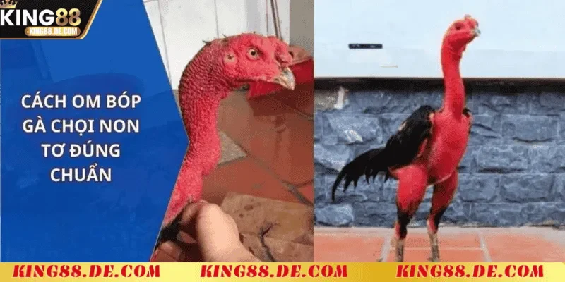 Om Bóp Gà Chọi King88 - Kỹ Thuật Chăm Sóc Gà Chiến Tối Ưu Om bóp gà chọi là gì?